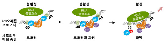 <!HS>콜레라<!HE>균 치료제 개발 `한 발짝`…방사선 이용해 독성 제어