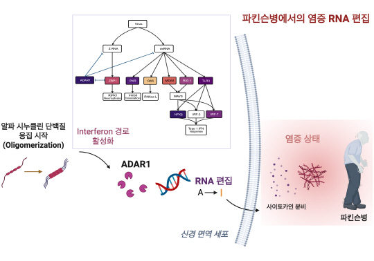 "파킨슨병 악화 막는 시대 오나"…신경염증 조절 `RNA 편집효소` 찾아